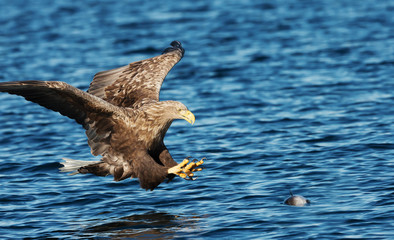 Close up of a White-tailed sea Eagle catching a fish
