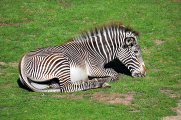 Fototapeta na wymiar Chapman's Zebra Lying and Eating Grass