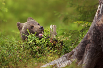 Eurasian brown bear cub eating a blueberry in boreal forest © giedriius