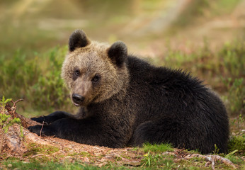Fototapeta na wymiar Eurasian brown bear cub lying in the forest