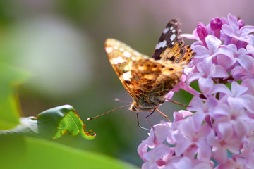 Obraz na płótnie Canvas butterfly sits on a lilac flower on a sunny spring day