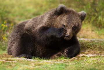 Eurasian brown bear cub looking through fingers
