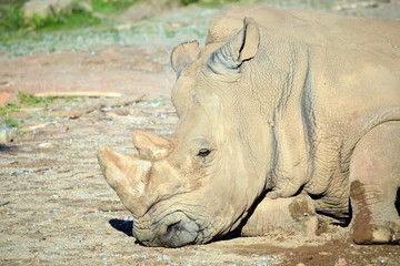 Obraz premium Ceratotherium Simum Simum Rhinoseros Sleeping on Ground