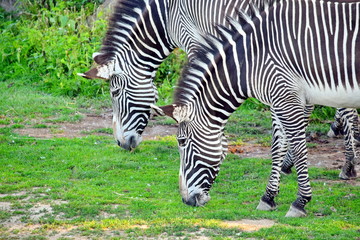 Fototapeta na wymiar Couple of Chapman's Zebra Eating Grass