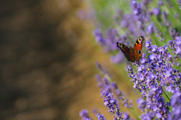 Close up view of lavender growing. Lavender bushes close up .Purple flowers of lavender.