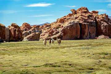 Serene green landscape with alpacas and llamas, geological rock formations on Altiplano, Andes of Bolivia, South America