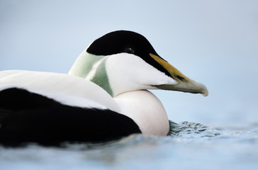 Close-up of a male common eider