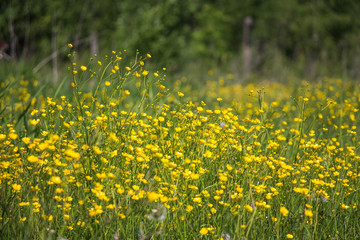 field of yellow buttercups