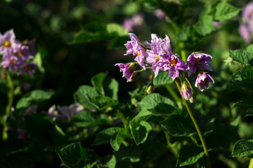 Fototapeta premium Blooming purple flowers of potatoes in the garden, growing vegetables