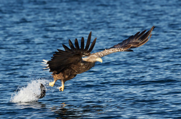 Close up of a White-tailed sea Eagle in action