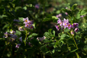 Blooming purple flowers of potatoes in the garden, growing vegetables