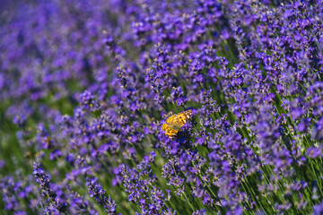 Close up view of lavender growing. Lavender bushes close up .Purple flowers of lavender.