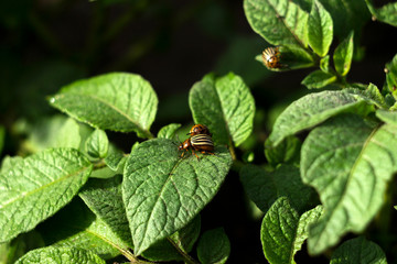 Colorado potato beetle eat the leaves of a flowering potato, a garden pest is devouring a vegetable.