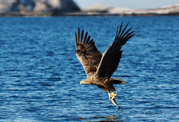 Close up of a White-tailed sea Eagle with a caught fish in claws