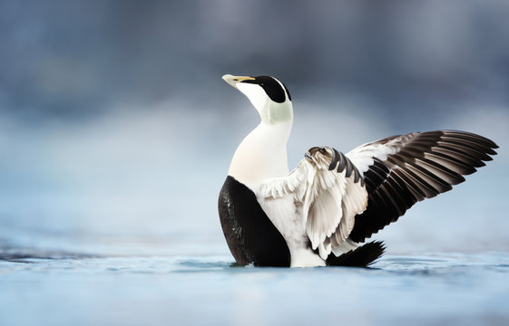 Male common eider with wings spread