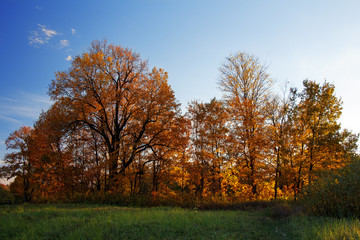 Autumn trees illuminated by sunset light in the park.