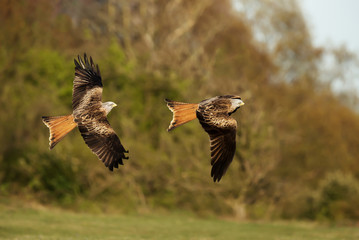 Close up of Red kites in flight