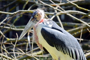 Marabou Leptoptilos Crumeniferus Closeup Portrait