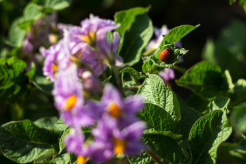 The larvae of the Colorado potato beetle eat the leaves of a flowering potato, a garden pest.