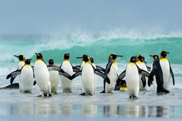 Group of King penguins coming ashore from a stormy Atlantic ocean