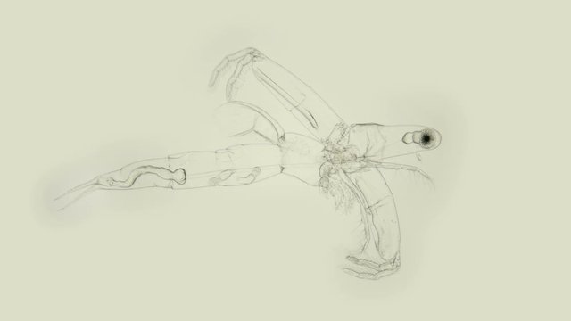 zooplankton under a microscope, Cladocera Leptodora Branchiopoda, a crustacean, is a predator, 98 percent transparent, prefers immature crustaceans of Daphnia, Bosmina, as prey, looks like an alien