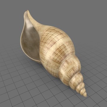 Tulip shell