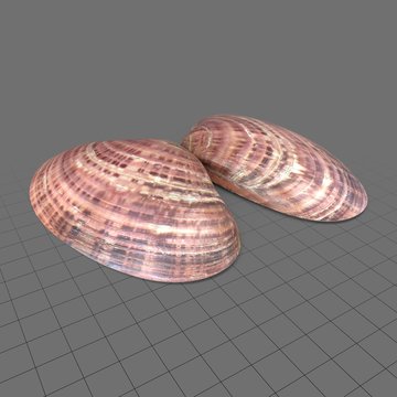 Sunray venus clam shells