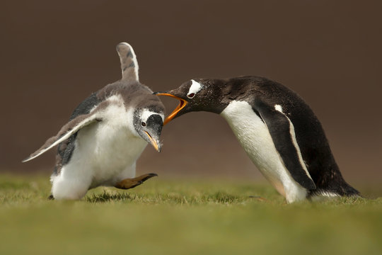 Gentoo penguin yelling at a chick for a poor behavior