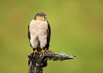Portrait of Eurasian Sparrowhawk perched on a wooden post