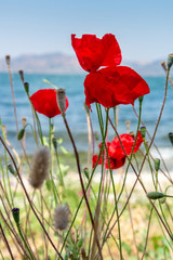 Obraz premium Red poppies and blue sky and sea, Bakcground.
