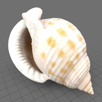 Bonnet seashell