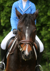 Fototapeta premium Portrait of beautiful show jumper horse in motion on racing track