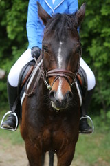 Obraz premium Portrait of beautiful show jumper horse in motion on racing track