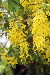 cassia fistula or Amaltas trees beautiful yellow flower commonly golden flower in indian street plant on a summer day
