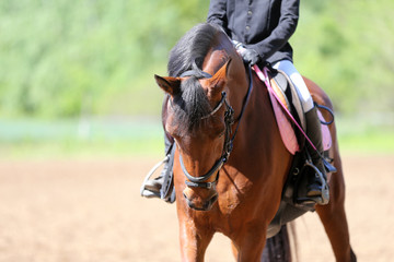 Portrait of beautiful show jumper horse in motion on racing track