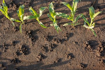 A row of corn plants at the top of the shot and soil with worm holes looking down.