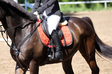 Portrait of beautiful show jumper horse in motion on racing track