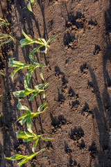 A row of young corn plants on the left side of the shot with bare soil and worm holes.