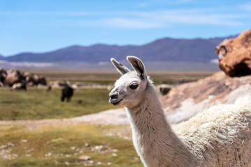 Close up of cute and funny Alpacas kept in herds that graze on the level heights of the Andes of Bolivia