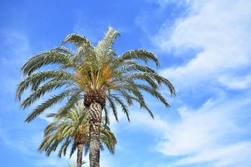 Palm trees on a summer sky. Natural background