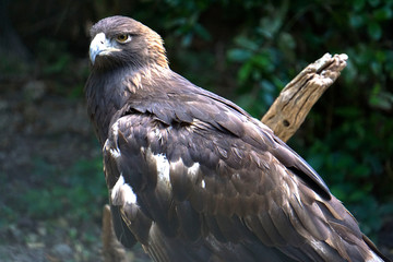 READY TO FLY
