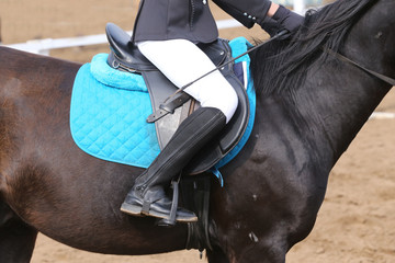 Portrait of beautiful show jumper horse in motion on racing track
