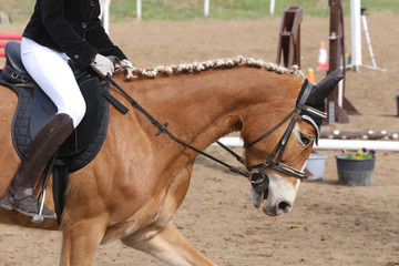 Portrait of beautiful show jumper horse in motion on racing track