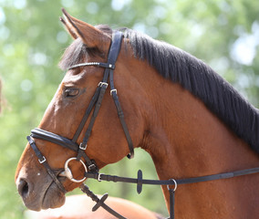 Obraz premium Portrait of beautiful show jumper horse in motion on racing track