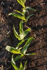 A vertical chot of three young corn plants in dark soil.