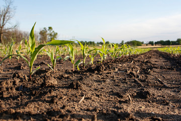 Ground level shot of a row of young corn plants on bare soil.