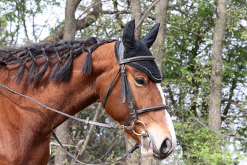 Obraz premium Portrait of beautiful show jumper horse in motion on racing track