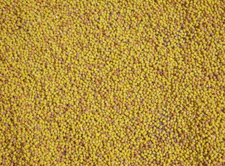 indian bean pulse moong dal vigna radiata spread on ablack black ground paper