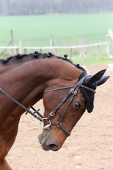 Portrait of beautiful show jumper horse in motion on racing track