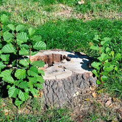 Old tree stump in summer park.